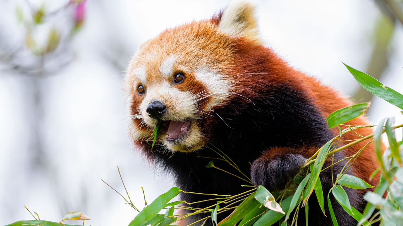 Wallpaper red panda, leaves, animal, wildlife, blur