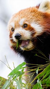 Preview wallpaper red panda, leaves, animal, wildlife, blur