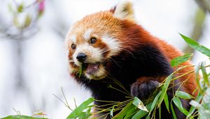 Preview wallpaper red panda, leaves, animal, wildlife, blur