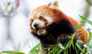 Preview wallpaper red panda, leaves, animal, wildlife, blur