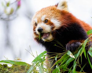 Preview wallpaper red panda, leaves, animal, wildlife, blur