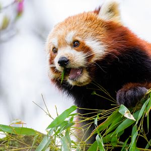Preview wallpaper red panda, leaves, animal, wildlife, blur