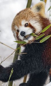 Preview wallpaper red panda, leaves, branch, plants, winter