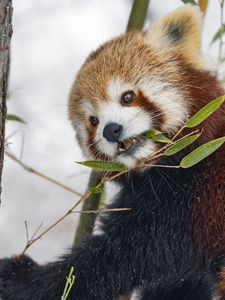 Preview wallpaper red panda, leaves, branch, plants, winter