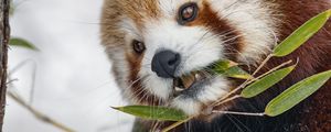 Preview wallpaper red panda, leaves, branch, plants, winter