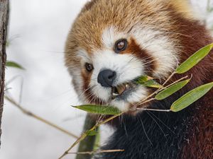 Preview wallpaper red panda, leaves, branch, plants, winter