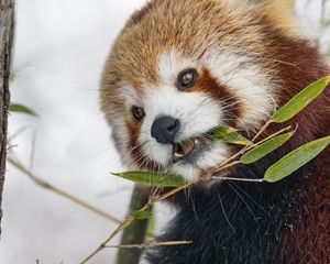 Preview wallpaper red panda, leaves, branch, plants, winter