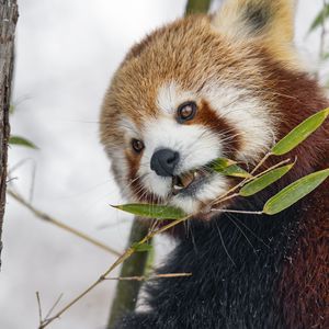 Preview wallpaper red panda, leaves, branch, plants, winter