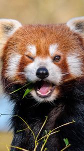 Preview wallpaper red panda, leaves, branch, wildlife