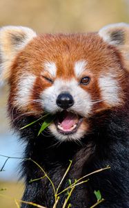 Preview wallpaper red panda, leaves, branch, wildlife