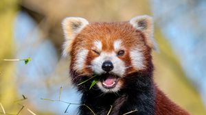 Preview wallpaper red panda, leaves, branch, wildlife