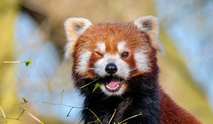 Preview wallpaper red panda, leaves, branch, wildlife