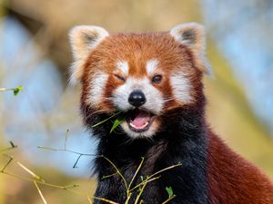 Preview wallpaper red panda, leaves, branch, wildlife