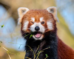 Preview wallpaper red panda, leaves, branch, wildlife