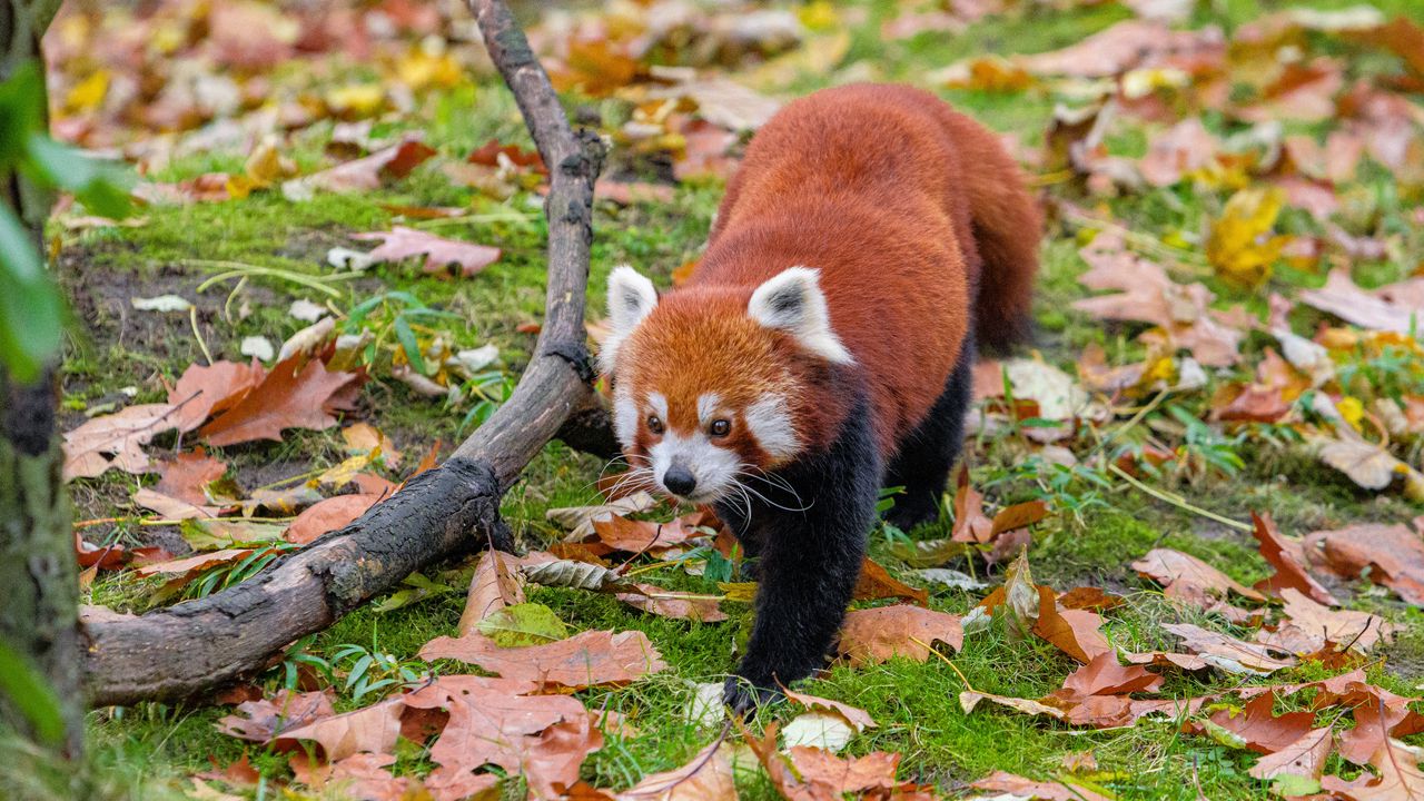 Wallpaper red panda, leaves, branches, dry, wildlife, animal