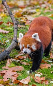 Preview wallpaper red panda, leaves, branches, dry, wildlife, animal