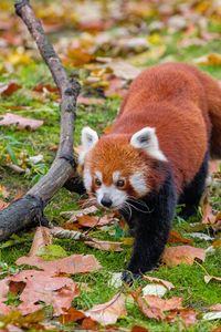 Preview wallpaper red panda, leaves, branches, dry, wildlife, animal