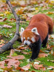 Preview wallpaper red panda, leaves, branches, dry, wildlife, animal