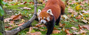 Preview wallpaper red panda, leaves, branches, dry, wildlife, animal