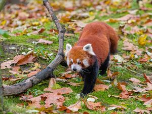 Preview wallpaper red panda, leaves, branches, dry, wildlife, animal