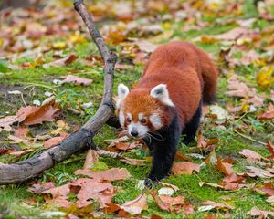 Preview wallpaper red panda, leaves, branches, dry, wildlife, animal