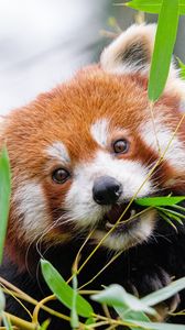 Preview wallpaper red panda, leaves, branches, wildlife, animal