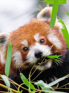 Preview wallpaper red panda, leaves, branches, wildlife, animal