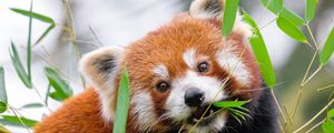 Preview wallpaper red panda, leaves, branches, wildlife, animal