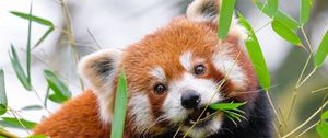 Preview wallpaper red panda, leaves, branches, wildlife, animal