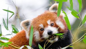 Preview wallpaper red panda, leaves, branches, wildlife, animal