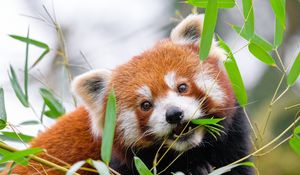 Preview wallpaper red panda, leaves, branches, wildlife, animal