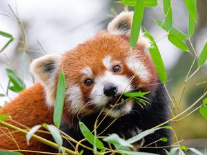 Preview wallpaper red panda, leaves, branches, wildlife, animal