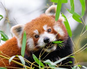 Preview wallpaper red panda, leaves, branches, wildlife, animal