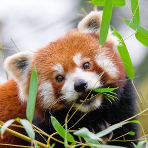 Preview wallpaper red panda, leaves, branches, wildlife, animal