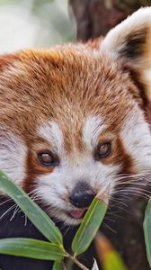 Preview wallpaper red panda, leaves, branches, animal