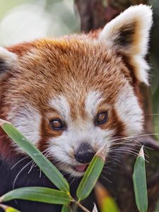 Preview wallpaper red panda, leaves, branches, animal