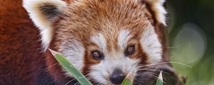 Preview wallpaper red panda, leaves, branches, animal