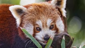 Preview wallpaper red panda, leaves, branches, animal