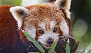 Preview wallpaper red panda, leaves, branches, animal