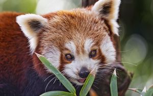Preview wallpaper red panda, leaves, branches, animal