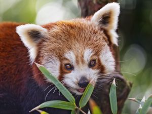 Preview wallpaper red panda, leaves, branches, animal