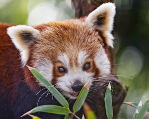 Preview wallpaper red panda, leaves, branches, animal