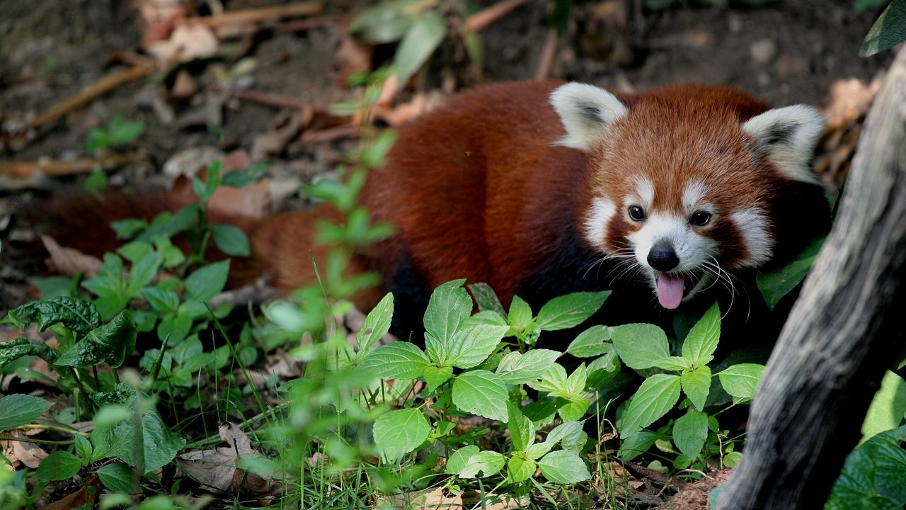 Wallpaper red panda, leaves, trees, lie