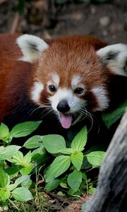 Preview wallpaper red panda, leaves, trees, lie