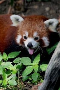 Preview wallpaper red panda, leaves, trees, lie