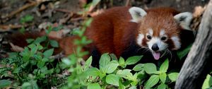 Preview wallpaper red panda, leaves, trees, lie