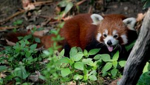 Preview wallpaper red panda, leaves, trees, lie