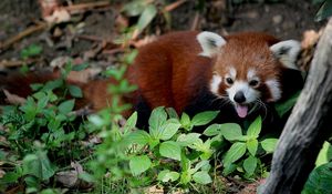 Preview wallpaper red panda, leaves, trees, lie