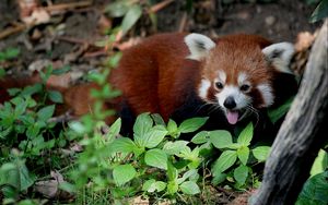 Preview wallpaper red panda, leaves, trees, lie
