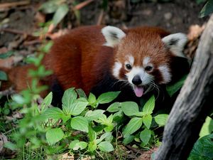 Preview wallpaper red panda, leaves, trees, lie